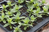 Young plants of Zinnia 'Lilliput' (zinnias) in potted dish