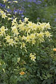 Aquilegia chrysantha 'Yellow Queen' (Golden Vinegar)