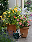 Rosa 'Lisa' yellow, 'Duchess Friederike' salmon rose with yellow center