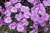 Dianthus gratianopolitanus 'Eydangeri' (Pentecostal Carnation)