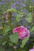 Rosa 'Mary Rose' (Englische Rose), Nepeta (Katzenminze)