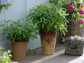 Sage (Salvia officinalis) in large containers