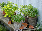 Various types of basil from the left