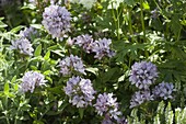 Campanula glomerata 'Caroline' (Knotbell flower)