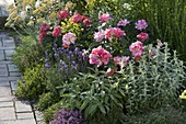 Summer bed with roses and herbs