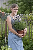 Junge Frau mit Lavendel 'Hidcote Blue' (Lavandula) im Topf