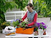 Woman planting petunias in balcony box (1/2)