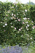 Rosa 'Kir Royal', (climbing rose), ADR rose, repeat flowering, fragrant