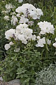 Godetia grandiflora (summer azalea), Nepeta (catmint)