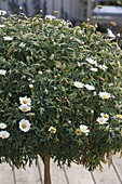 Beginnende Verticillium - Welke an Argyranthemum frutescens (Margerite)