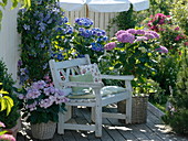 Clematis 'Juuli' (Waldrebe), Hydrangea macrophylla (Hortensien)