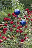 Rosa 'Lilli Marleen' (Floribunda) with blue rose balls