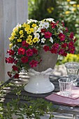 Calibrachoa Celebration Capri 'Gold', 'Red', 'White' (magic bells)