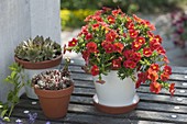 Calibrachoa Celebration 'Orange Red' (Magic Bells)