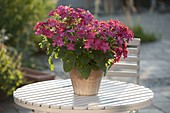 Nicotiana alata 'Sensation Red' (ornamental tobacco) in terracotta pot