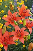 Lilium asiaticum 'Orange Pixie' (Lilien) zwischen Färberkamille