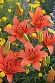 Lilium asiaticum 'Orange Pixie' (lilies) between dyer's chamomile