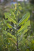 Compass lettuce (Lactuca serriola)