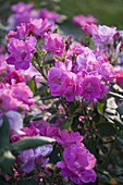 Rosa 'Flash Meidiland' (bedding rose), hardy, repeat flowering