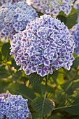 Hydrangea macrophylla 'Bavaria' (Zweifarbige Hortensie)