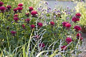 Monarda 'Cambridge Scarlet' (Indian nettle), Verbena bonariensis