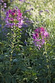 Cleome spinosa 'Lilac Colour' (Spider plant)