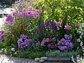 Purple bed with perennials and summer flowers