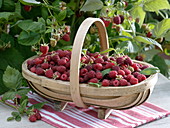 Basket of freshly picked raspberries (Rubus)