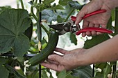 Veredelte Mini-Schlangengurke (Cucumis sativus) wird mit Schere geerntet