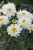 Chrysanthemum maximum 'Gold Rush' (daisy)