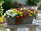 Basket box planted with Calibrachoa Celebration Capri 'Gold', 'Red', 'White'