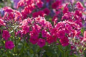 Phlox paniculata 'Starfire'