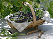 Freshly harvested capuchin peas 'Blauschokkers' (Pisum) in a wooden basket