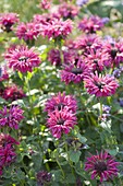 Monarada 'Coral Reef' (Indian Nettle)