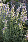 Hyssop with blue flowers