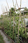 Stangenbohnen (Phaseolus) an Bohnenstangen im Gemüsegarten