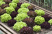 Dekorativ in schräge Reihen gepflanzte Salate