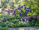 Half shade bed with hydrangeas and shadow shrubs