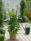 Nicotiana tabacum (real tobacco) in terracotta tubs on a wooden deck