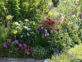 Summer bed with dahlias, perennials and roseballs