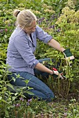 Woman cuts back Thalictrum (meadow rue) after flowering