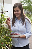 Junge Frau pflückt Himbeeren (Rubus)