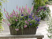 Box with Angelonia Angelwings 'Pink', 'Blue' (angel face), Carex (sedge)