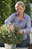 Frau schneidet Argyranthemum (Margerite) zurück