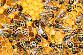 Honey Bees with queen in honeycomb, Apis mellifera, Upper Bavaria, Germany