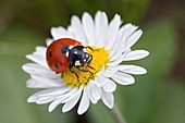 Marienkäfer auf Gänseblümchen, Deutschland