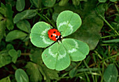 Marienkäfer auf Glücksklee, Deutschland, Ladybug on clover, Germany, Coccinella septempunctata