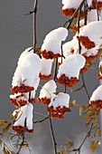 Ebereschen-Früchte mit Schnee, Sorbus aucuparia, Deutschland / Mountain Ash fruits with snow, Sorbus aucuparia, Germany