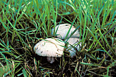 Meadow mushroom (Agaricus campestris), Germany