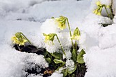 Schlüsselblumen im Schnee, Primula elatior, Deutschland / Cowslips in snow, Primula elatior, Germany
